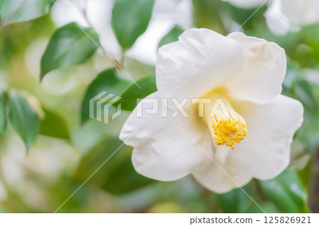 Camellia - Dignified image Camellia - Dignified image 125826921