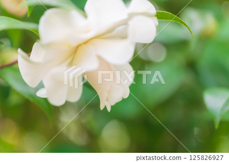 山茶花－端莊的形象 125826927