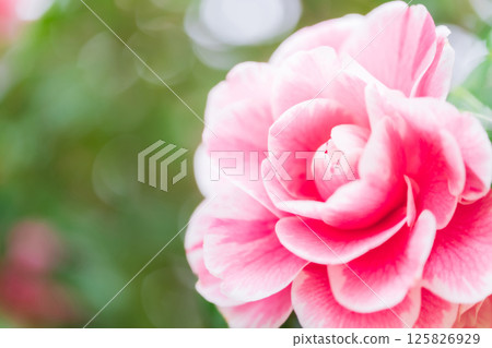 Camellia - Dignified image Camellia - Dignified image 125826929