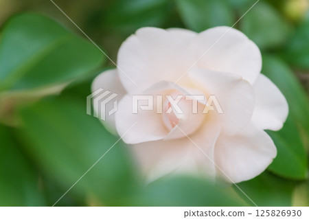Camellia - Dignified image Camellia - Dignified image 125826930