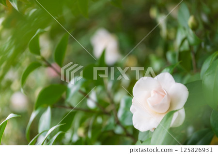 Camellia - Dignified image Camellia - Dignified image 125826931