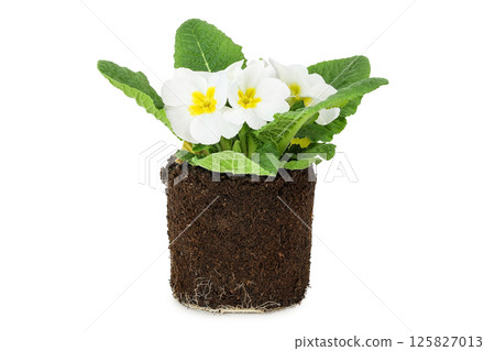 white primrose in a lump of earth isolated on white background. 125827013