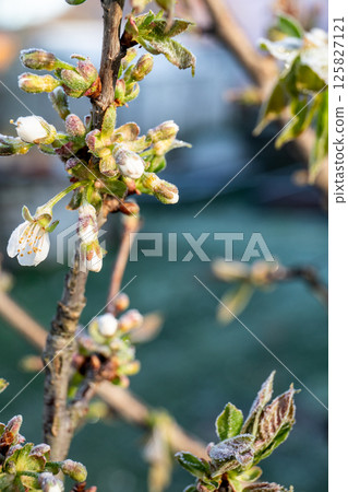 Flowering Fruit Trees Frozen in the Garden Flowering Fruit Trees Frozen in the Garden 125827121