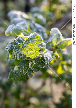 Blackcurrant Bush Frosted in the Morning Light 125827122