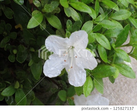 夜露濕潤的白色繡球花 夜露濕潤的白色繡球花 125827137