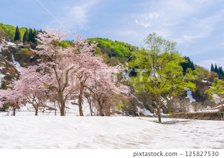 櫻花、新綠、殘雪、藍天-春天的繽紛色彩 櫻花、新綠、殘雪、藍天-春天的繽紛色彩 125827530