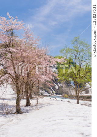 櫻花、新綠、殘雪、藍天-春天的繽紛色彩 櫻花、新綠、殘雪、藍天-春天的繽紛色彩 125827531