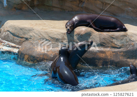 與海獅搏鬥 125827621