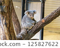 Koala leaning on a tree 125827622