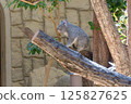 Koala on the tree 125827625