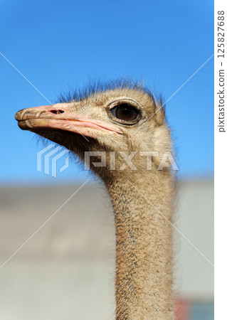 Ostrich profile against a clear blue sky showcasing its distinctive features and vibrant texture Ostrich profile against a clear blue sky showcasing its distinctive features and vibrant texture 125827688