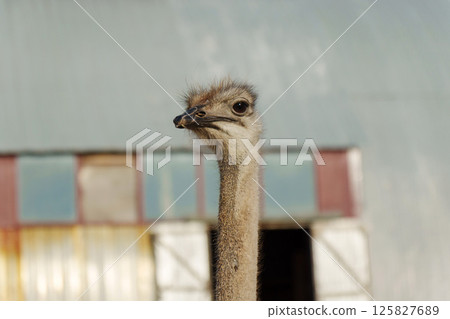 Ostrich gazes curiously at the camera under a clear blue sky near a rustic building Ostrich gazes curiously at the camera under a clear blue sky near a rustic building 125827689