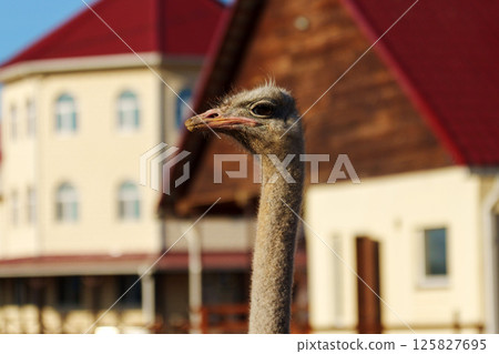 Ostriches gather in a dusty farmyard under bright sunlight during the late afternoon in rural surroundings 125827695