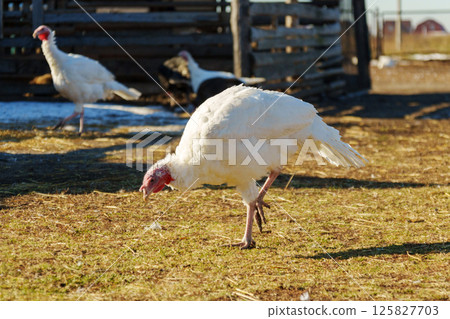 Turkeys foraging in an open field near a rustic barn on a sunny day in rural countryside 125827703