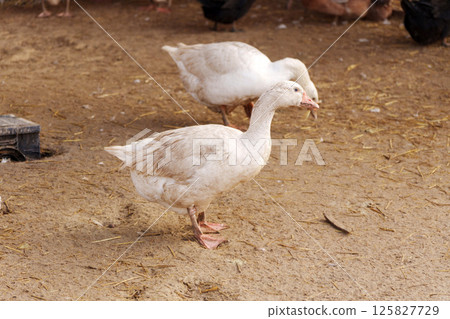 Geese and ducks are gathered in a farmyard, foraging and interacting with each other. Geese and ducks are gathered in a farmyard, foraging and interacting with each other. 125827729