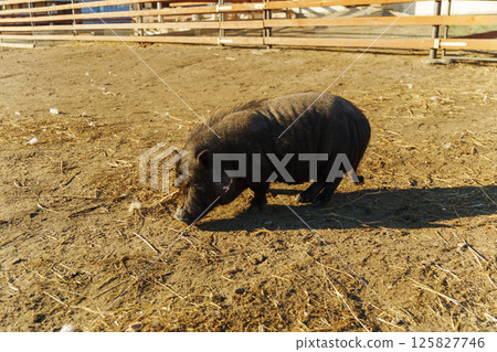 Small black pig explores the sunny farmyard under wooden fences and scattered feathers on a warm afternoon Small black pig explores the sunny farmyard under wooden fences and scattered feathers on a warm afternoon 125827746