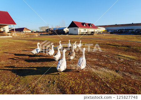 Geese wander freely on a farm under clear blue sky during the morning hours in a rural setting Geese wander freely on a farm under clear blue sky during the morning hours in a rural setting 125827748