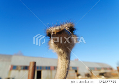 Ostrich walking in a rustic barn with wooden beams and straw on the floor during daylight hours 125827755