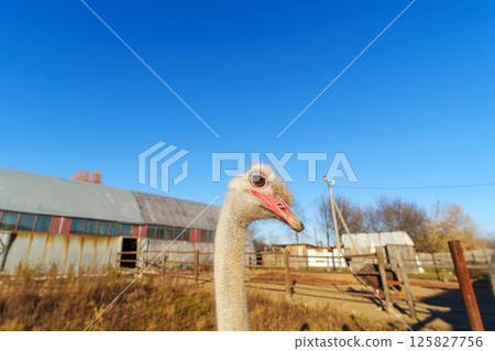 Ostrich walking in a rustic barn with wooden beams and straw on the floor during daylight hours 125827756