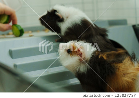 Gentle hand offers a crisp slice of cucumber, the inquisitive guinea pig emerges, savoring the refreshing treat with delight Gentle hand offers a crisp slice of cucumber, the inquisitive guinea pig emerges, savoring the refreshing treat with delight 125827757