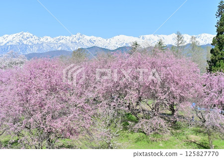Cherry blossoms in Ogawa Village and the Northern Alps, Ushiro-Tateyama Mountain Range Cherry blossoms in Ogawa Village and the Northern Alps, Ushiro-Tateyama Mountain Range 125827770