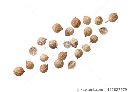 Dried coriander seeds flying close-up on a white. Isolated 125827779