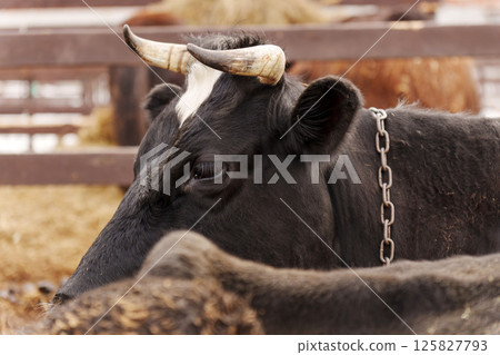 Cattle grazing in a farmyard at midday with green pastures in the background and other cows nearby 125827793