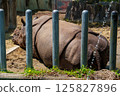 Rhino taking a nap while bathing 125827896