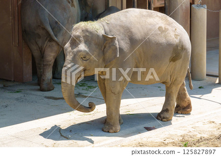 一頭悠閒行走的大象 一頭悠閒行走的大象 125827897