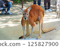 Kangaroo sleeping standing up 125827900