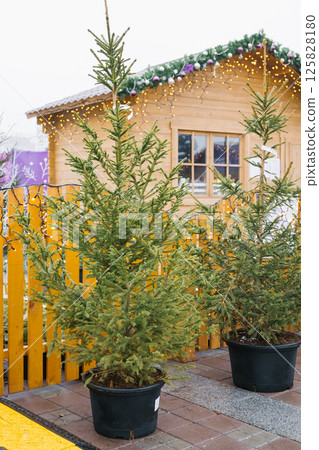 Potted christmas trees by wooden cabin with holiday lights Potted christmas trees by wooden cabin with holiday lights 125828180