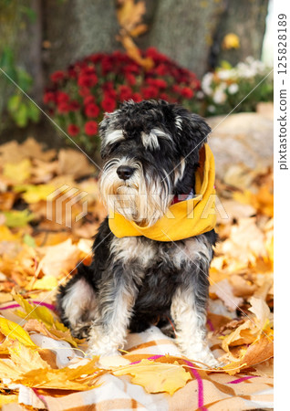 Small black and white dog in yellow coat sitting on fallen autumn leaves outdoors. Autumn walk with pet concept Small black and white dog in yellow coat sitting on fallen autumn leaves outdoors. Autumn walk with pet concept 125828189