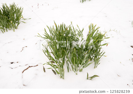 Green plants emerging through snow-covered ground in winter scene 125828239