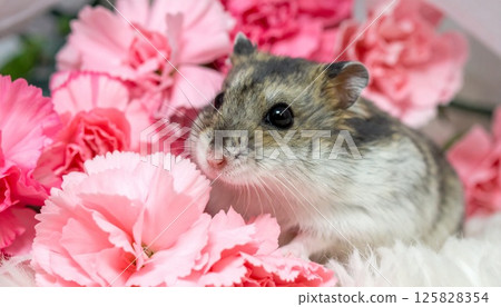 可愛的倉鼠與康乃馨 125828354