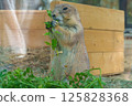 Prairie Dogs at Munching Time 125828368