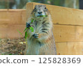 Prairie dog while eating 125828369