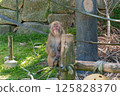 Japanese macaques grooming 125828370