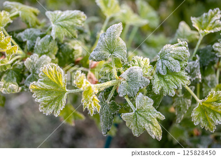 Frost-Covered Berry Bush Leaves in Spring, Backyard Garden 125828450