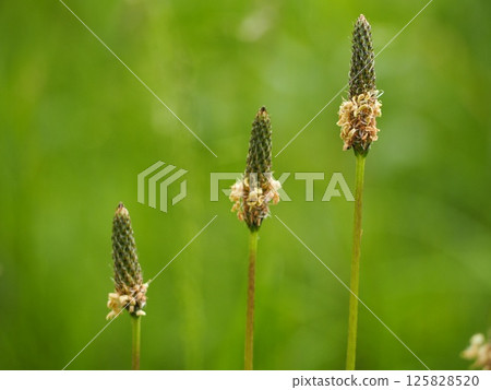 歸化植物車前草的花 歸化植物車前草的花 125828520