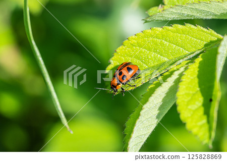 Croutons beetle 125828869