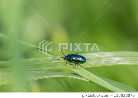 雄鹿甲蟲 125828876