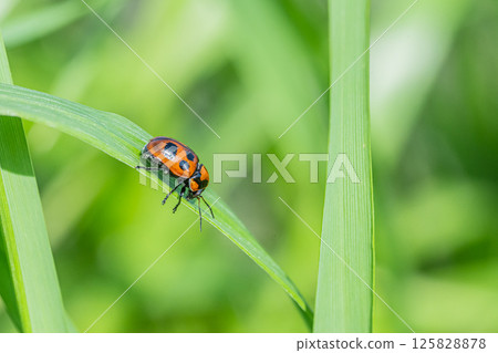 Croutons beetle 125828878