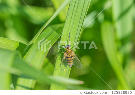 Kiashikin Shigiab 125828930