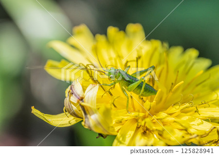 Yabkiri larva Yabkiri larva 125828941