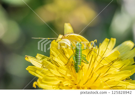 Yabkiri larva 125828942