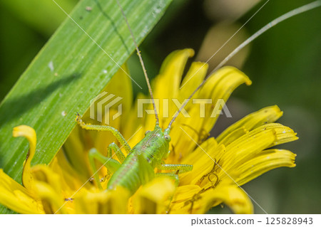 Yabkiri幼蟲 Yabkiri幼蟲 125828943