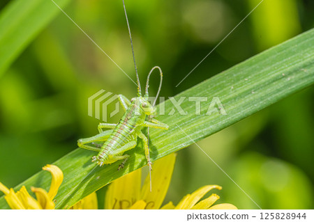 Yabkiri larva Yabkiri larva 125828944