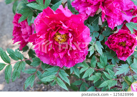 Peony Flower Red Lion Peony Flower Red Lion 125828996