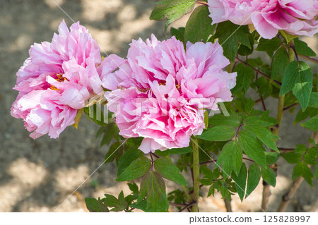 Peony Flower - Chiyo no Mai 125828997