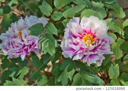Peony Flower Laughing Lion 125828998